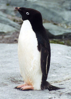 Adelie Penguin